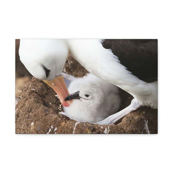 Adult and Baby Albatross Print Animal Wall Art Wildlife Canvas Prints Wall Art R